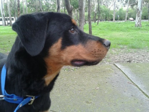 En el parque de Bosques de Chapultepec paseando y conociendo a otros perritos